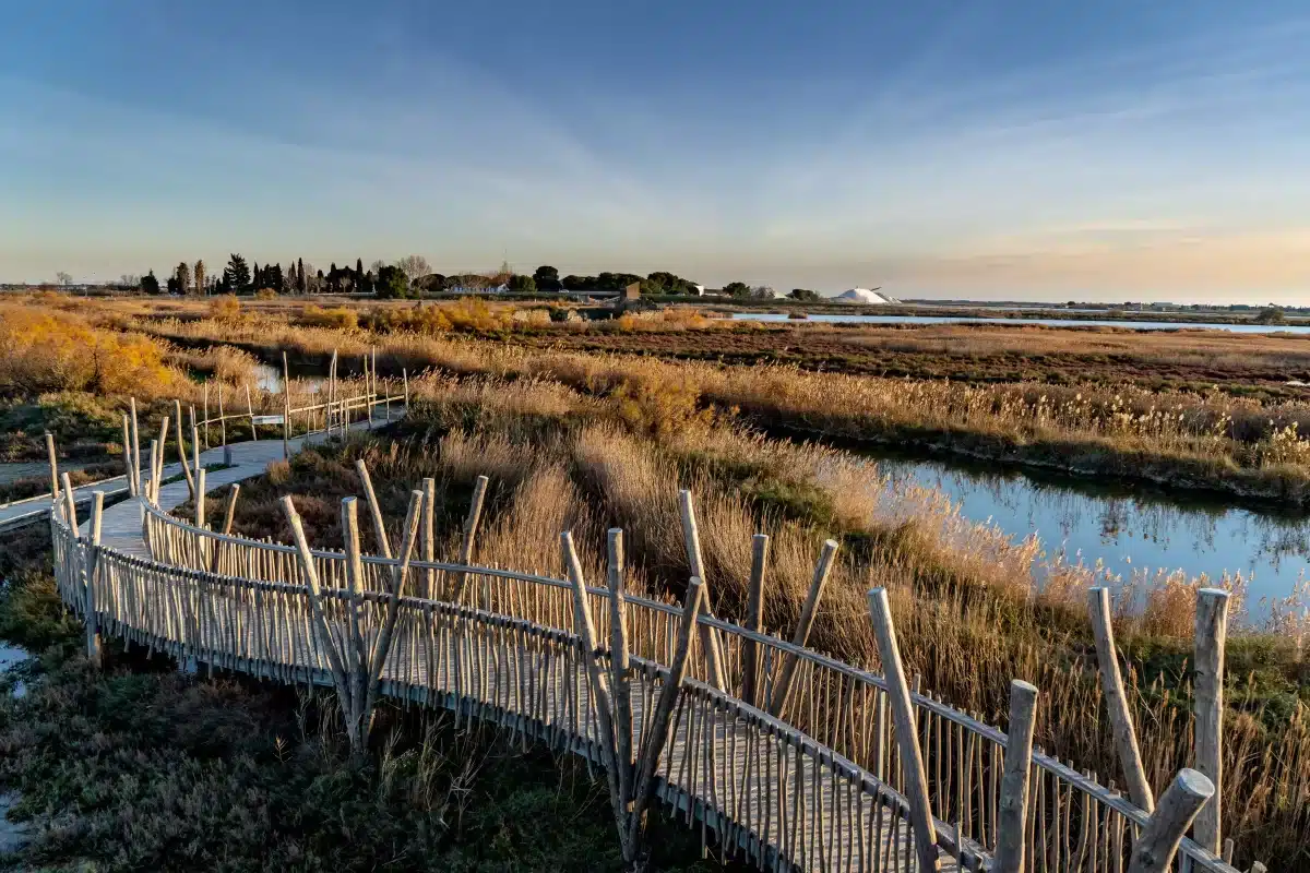 camargue